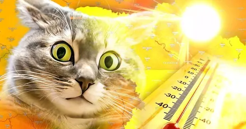 Серпень в Україні почнеться зі спеки до +38°C: прогноз синоптиків