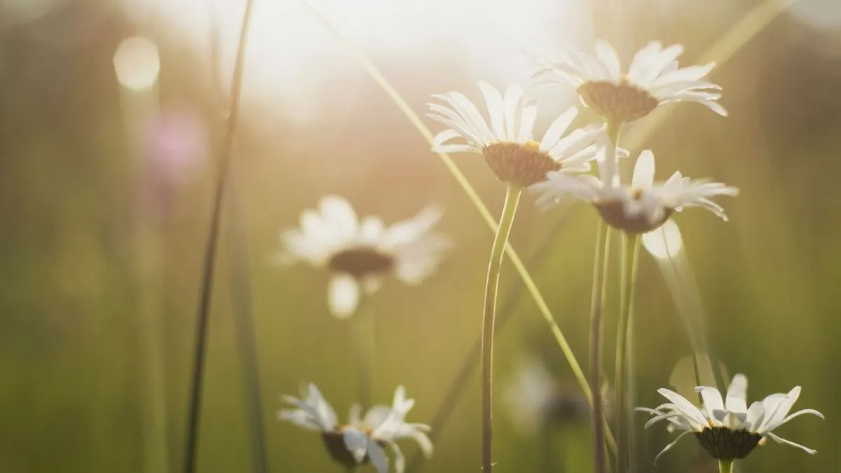 Спека повернеться: синоптики про погоду в Україні на тиждень